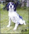 Setter Anglais RIA DU PAYS PAGAN Setter Anglais RIA DU PAYS PAGAN